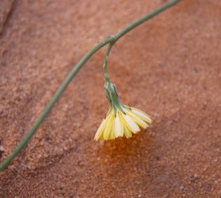 Launaea nudicaulis flowers
