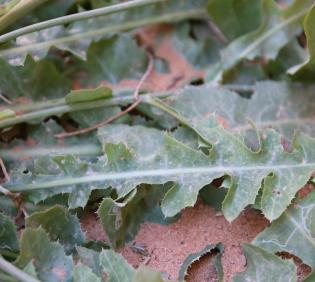 Launaea nudicaulis leaves