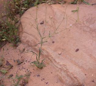Whole plant