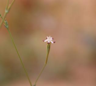 Silene linearis flower