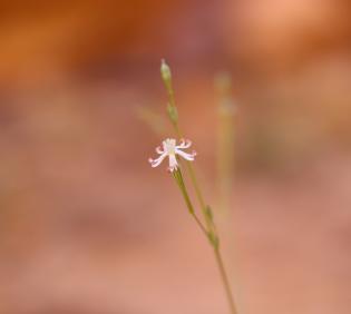 Silene linearis flower