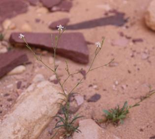 Whole plant