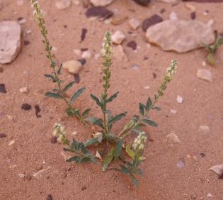 Whole plant