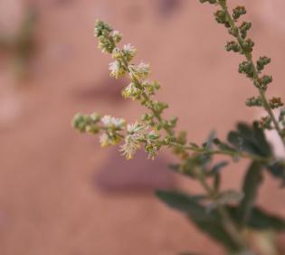 Caylusea hexagyna flowers