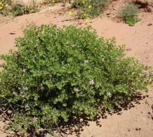 Whole plant