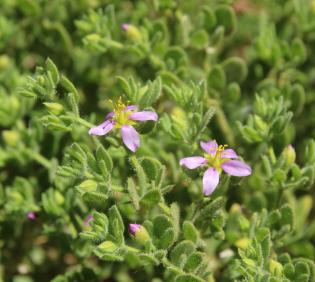 Zygophyllum molle flowers