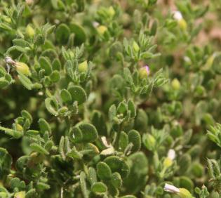 Zygophyllum molle leaves