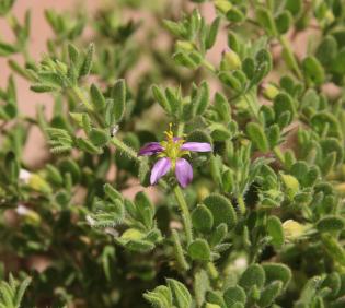 Zygophyllum molle flower