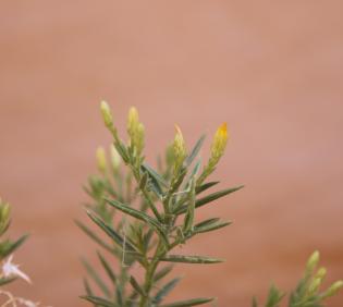 Iphiona scabra flowers
