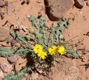 Whole plant