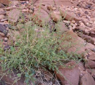 Whole plant