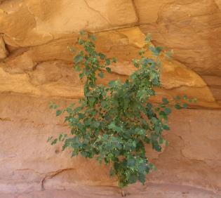 Whole plant