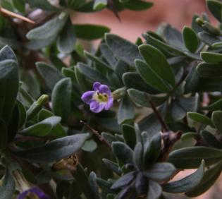 Lycium shawii flower