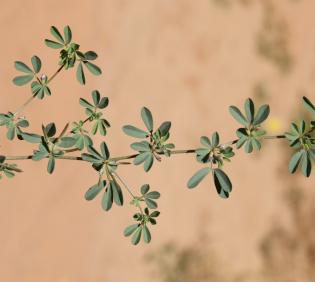 Lotus glinoides stem