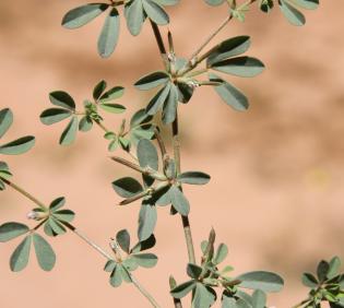 Lotus glinoides leaves and fruits
