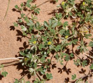 Whole plant