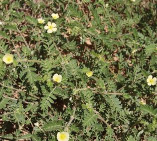 Whole plant