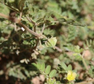 Tribulus macropterus fruit