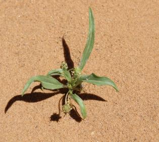 Whole plant