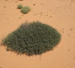Whole plant