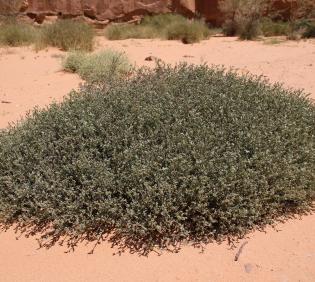 Whole plant