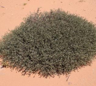 Whole plant