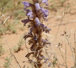 Whole plant