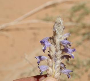 Whole plant