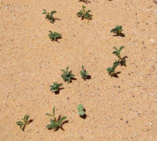 Vachellia gerrardi seeflings