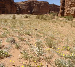Allium atroviolaceum its immediate surroundings on a sand dune