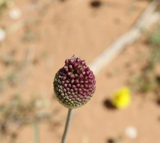 Flowers of Allium atroviolaceum