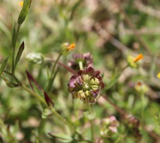 Calendula tripterocarpa fruit