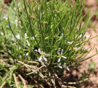 Whole plant