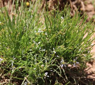 Whole plant