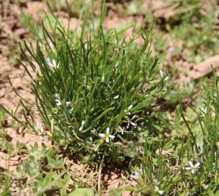 Whole plant