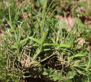 Leptaleum filifolium fruits