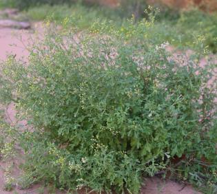 Whole plant