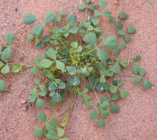 Whole plant