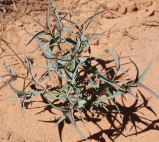 Whole plant