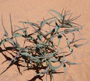 Whole plant