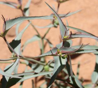 Euphorbia retusa flower