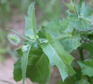 Urospermum picroides leaves