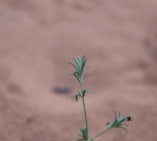 Crucianella membranacea stem