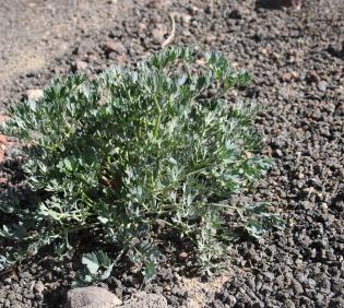 Whole plant