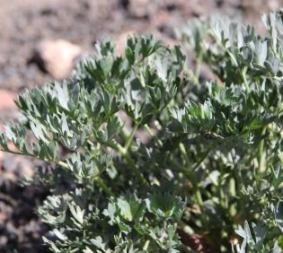 Ducrosia flabellifolia leaves