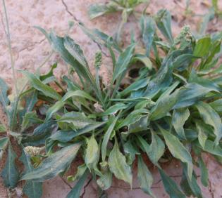 Plantago ciliata leaves