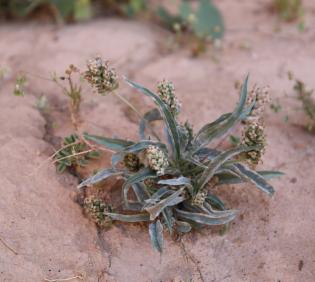 Plantago amplexicaulis flowers