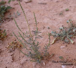 Whole plant