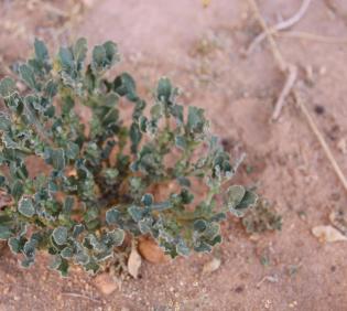 Whole plant