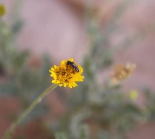 Pulicaria incisa flowers